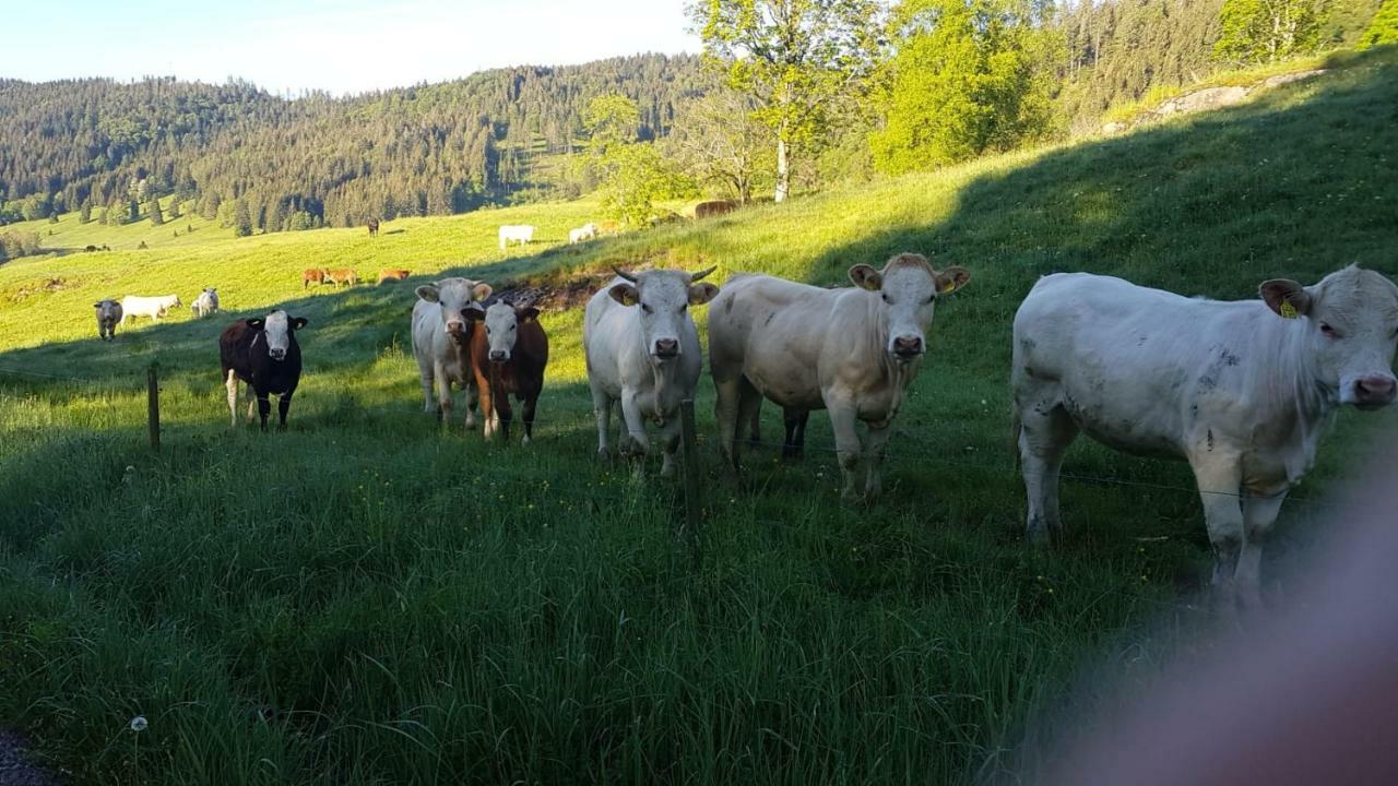 شقة Haus Am Scheibenfelsen سانت بلاسين المظهر الخارجي الصورة